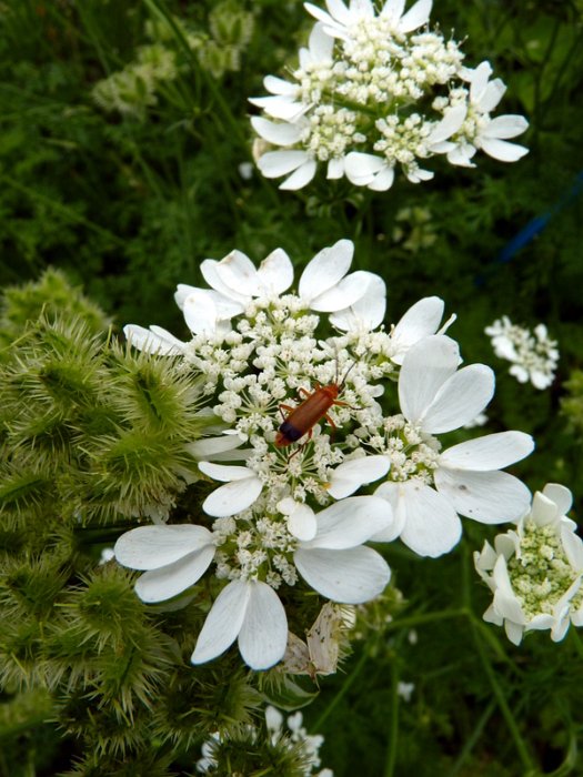 Orlaya grandiflora fleur